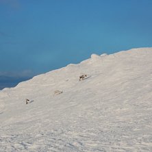 Foto: Magnus Gustavsson. Fahrer: Renar.